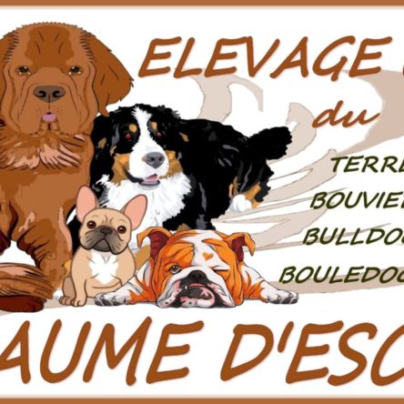 Petit élevage de bouledogue français