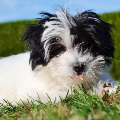 Eleveur spitz la pomaille, et autres races