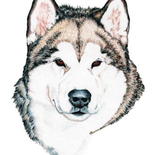 Elevage familial de malamute d'alaska et education