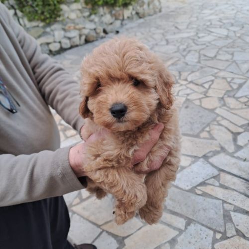 Elevage de chiots toys plusieurs races