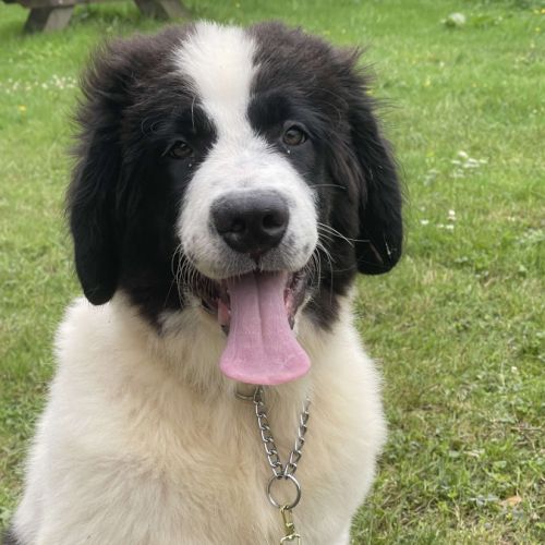 La passion du landseer