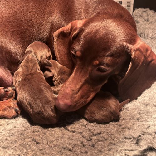 Elevage de teckel nain poil ras