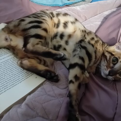 Chatterie du palais félin