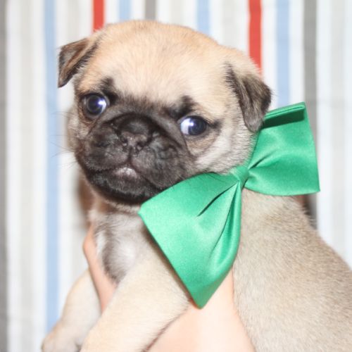 Carlin exotique élevage familial, sud de la france