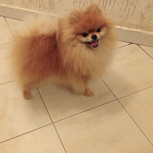 Elevage du domaine de carpenti