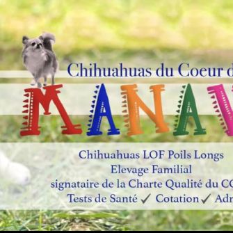 Elevage de chihuahua lof poil long