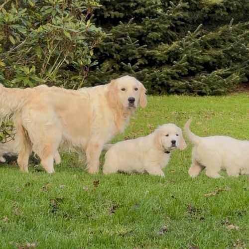 Golden retriever du plijadur