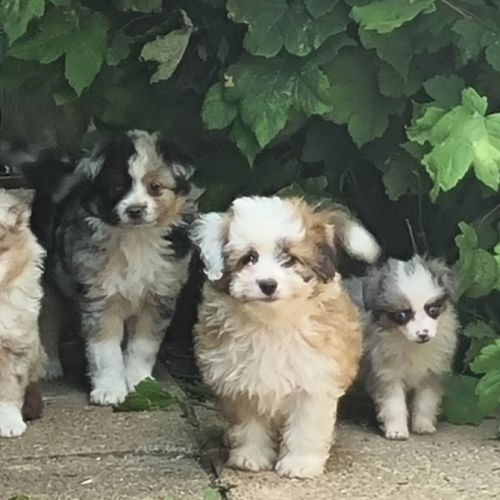 Élevage berger américain, berger toy, aussiedoodle