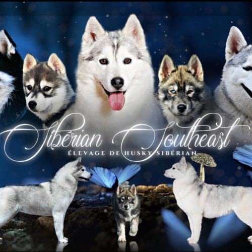 Elevage husky siberien lof