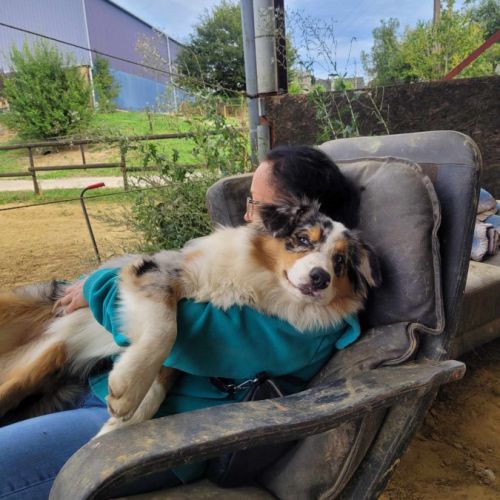 Elevage familial de berger australien