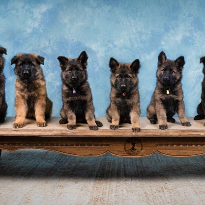 Elevage de berger allemand lignée de travail