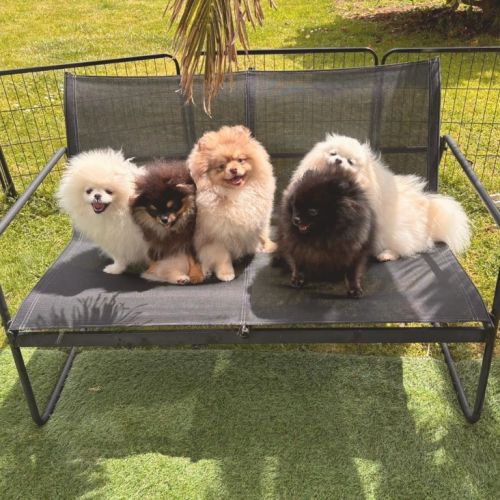 Cœur de pomeranien bigouden