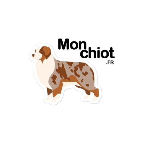 Elevage berger australien dans les hauts de france