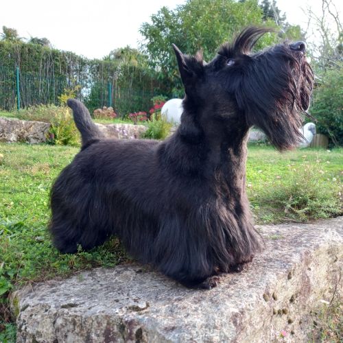 Elevage des kerions de gwened