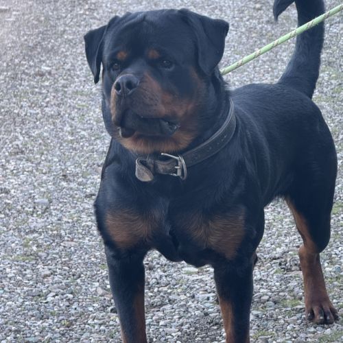 Éleveur de rottweiler