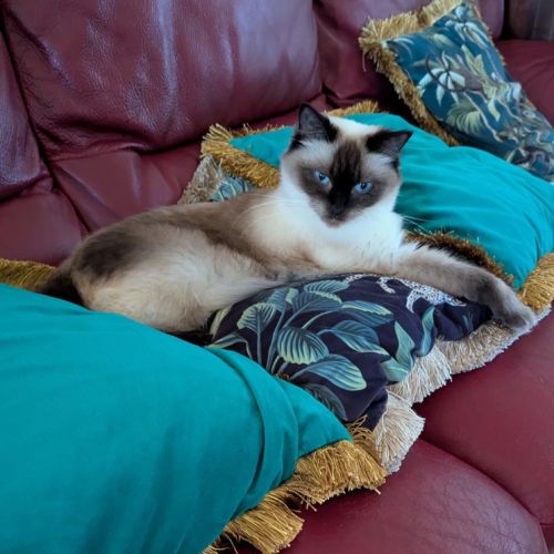 Chatons seal point/seal mitted et blue splendides