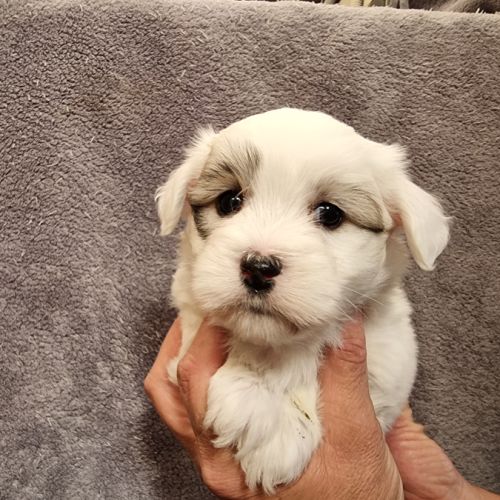 Elevage de coton de tuléar lof