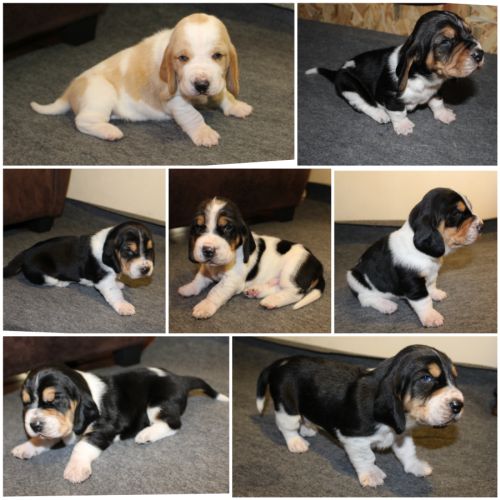 Elevage de basset hound lof