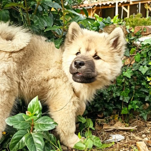 Élevage familial d'eursiers en ardèche