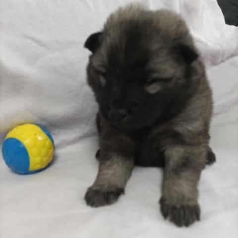 Elevage d'eurasier lof