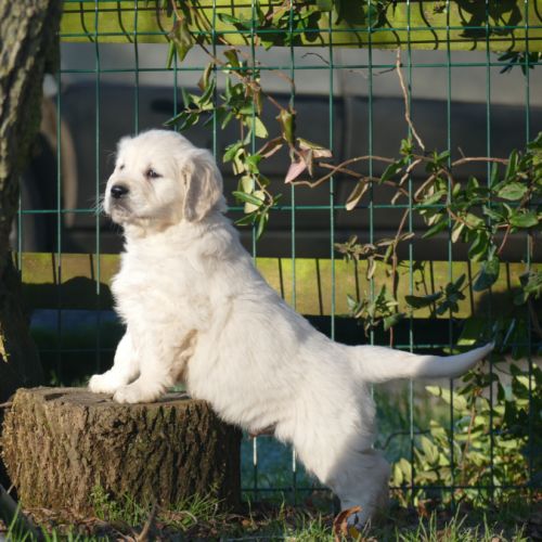 Elevage de golden retriever