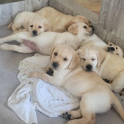 Labrador retrievers élevés en famille
