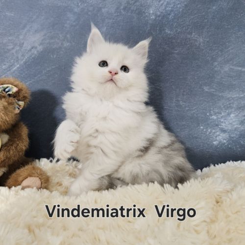 Chatterie du vaudemusson