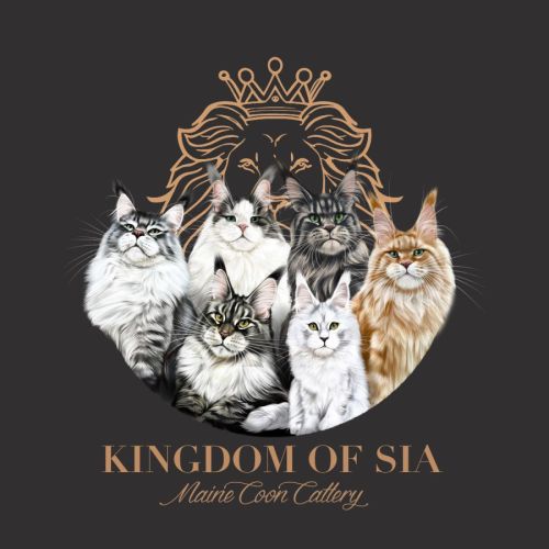 Élevage professionnel de maine coon