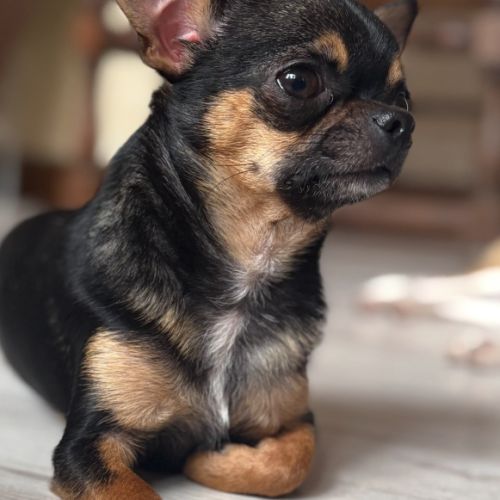 Elevage de chihuahua