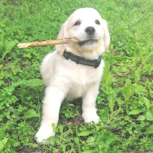 Elevage de golden retriever lof