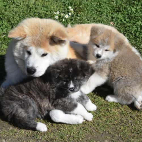 Akita inu