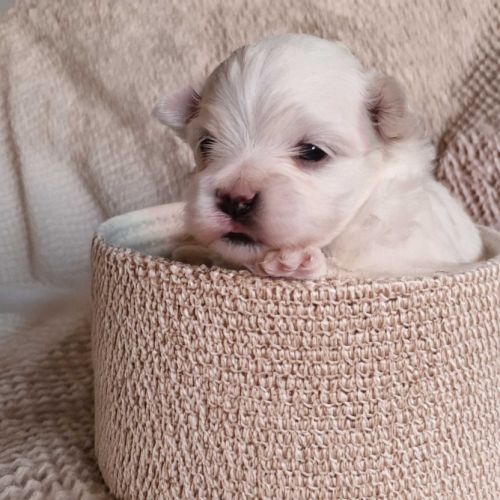 Elevage de bichon maltais