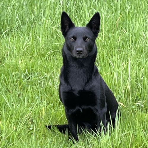 Elevage des diablotins de jais