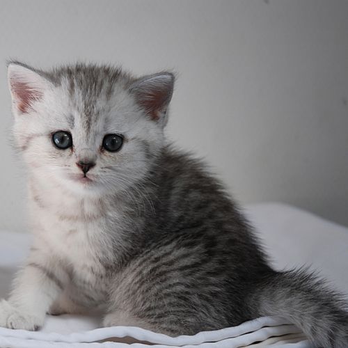 Chatterie des heures d'été de l'estanh