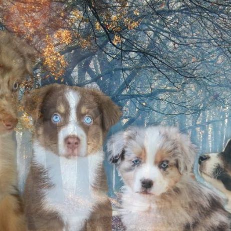 Élevage de bergers australiens & bergers allemands