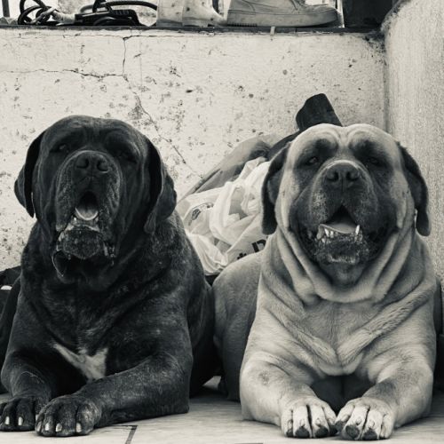 Elevage du domaine des seiliez