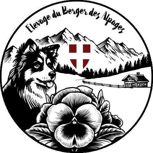 Elevage du berger des alpages
