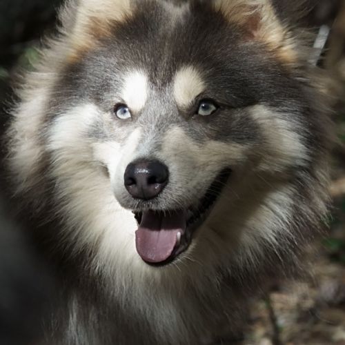 Elevage de pomsky d’exception