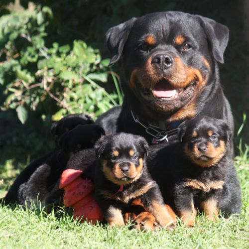 Elevage vom owane's paradise