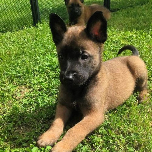 Les gardiens de l'autan