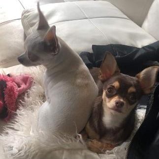 Paco, pony & co, elevage de chihuahua pc & pl