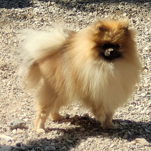 Élevage familial de spitz nain