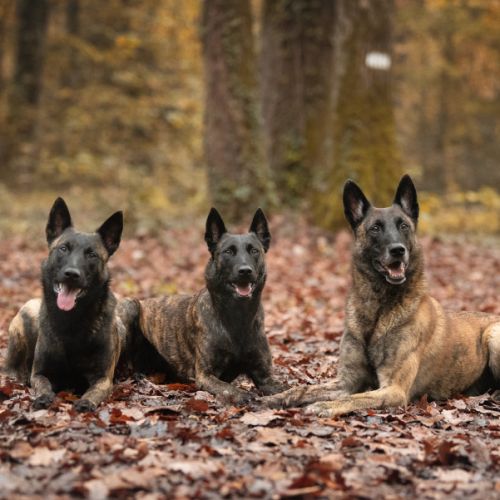 Elevage des dieux du gabouret