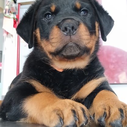 Elevage de rottweiller : la vie là de l'yevre