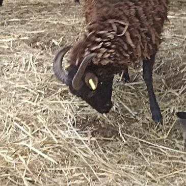 Elevage de moutons type soay