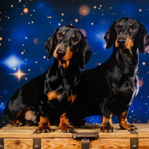 Élevage familial de teckels à poil ras