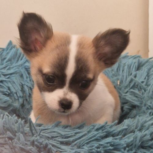 Elevage familial de chihuahua