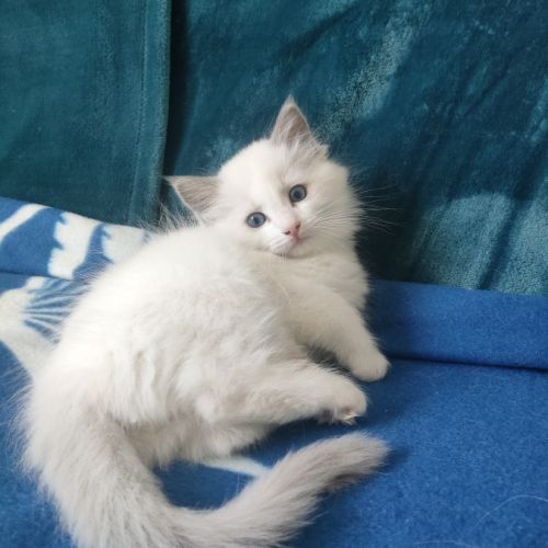 Ragdolls des trésors de bagarry