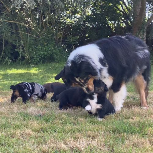 Élevage familial de berger australien