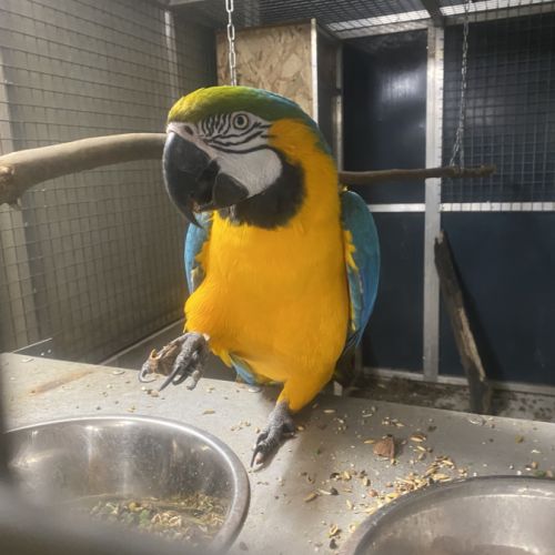 Elevage amateur perroquets 95